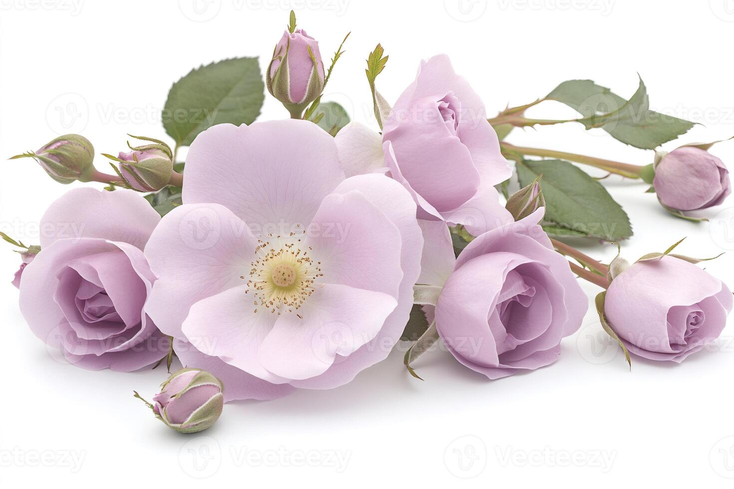 Delicate purple roses and buds lying on a white background photo