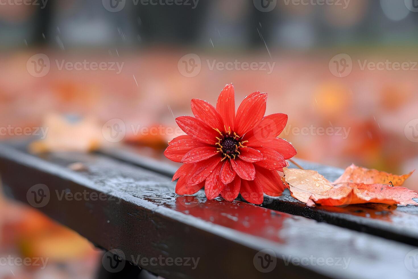 Red dahlia and autumn leaves getting wet on a bench during a rainy day photo
