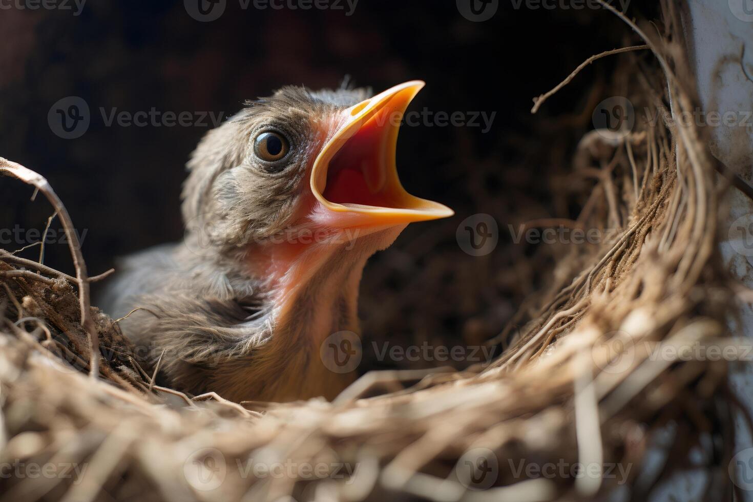 Baby bird chirping in nest waiting for food photo
