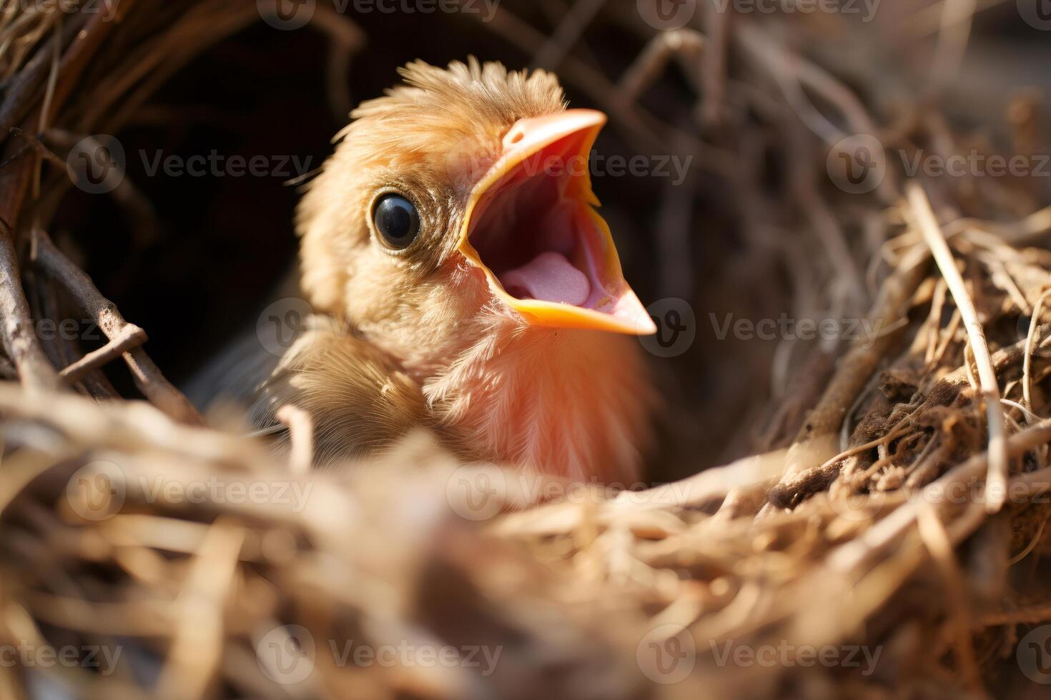 Baby bird chirping in nest waitingr photo