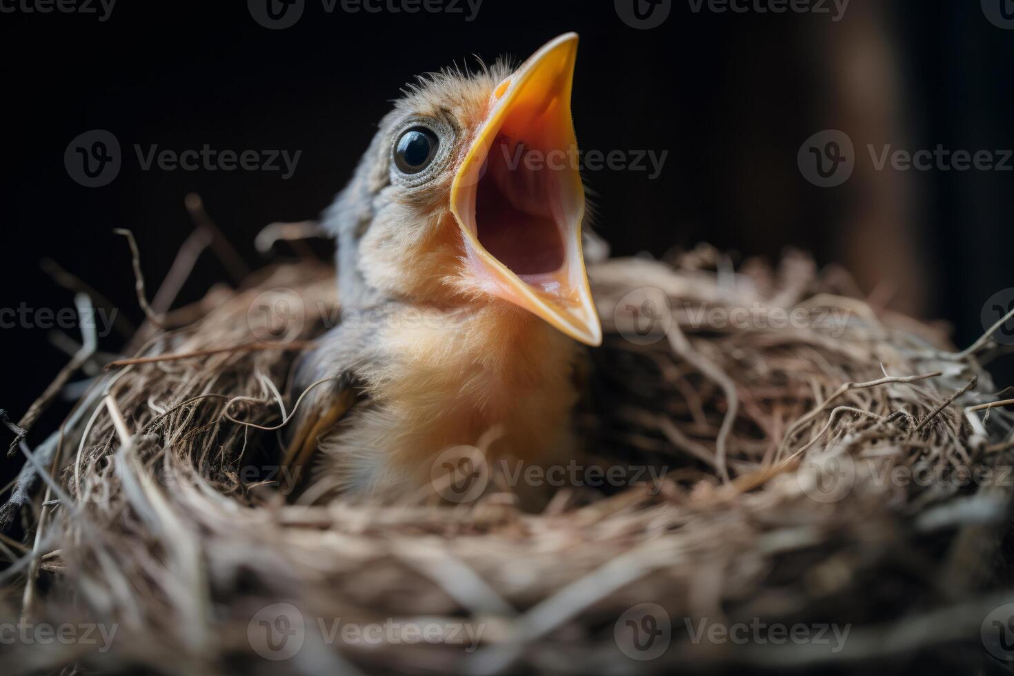 Baby bird chirping in nest waiting for food... photo