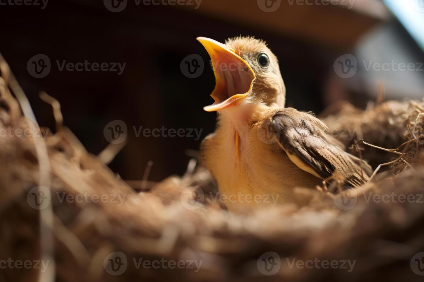 Baby bird chirping in nest waiting for food.. photo