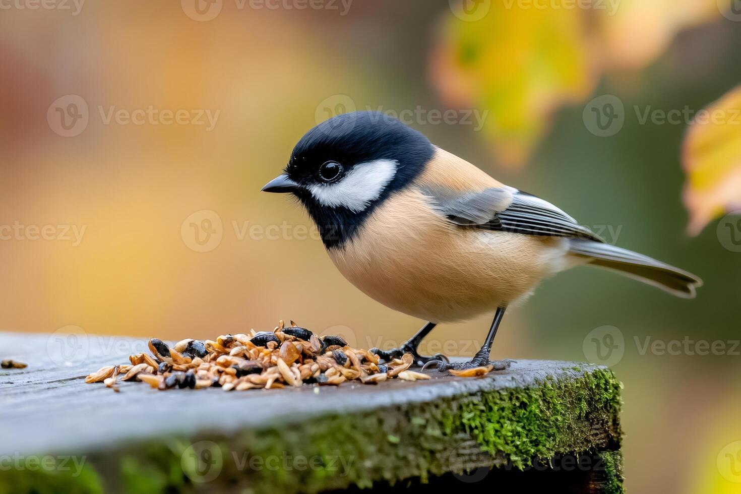 Varied tit eating seeds on bird feeder in autumn photo