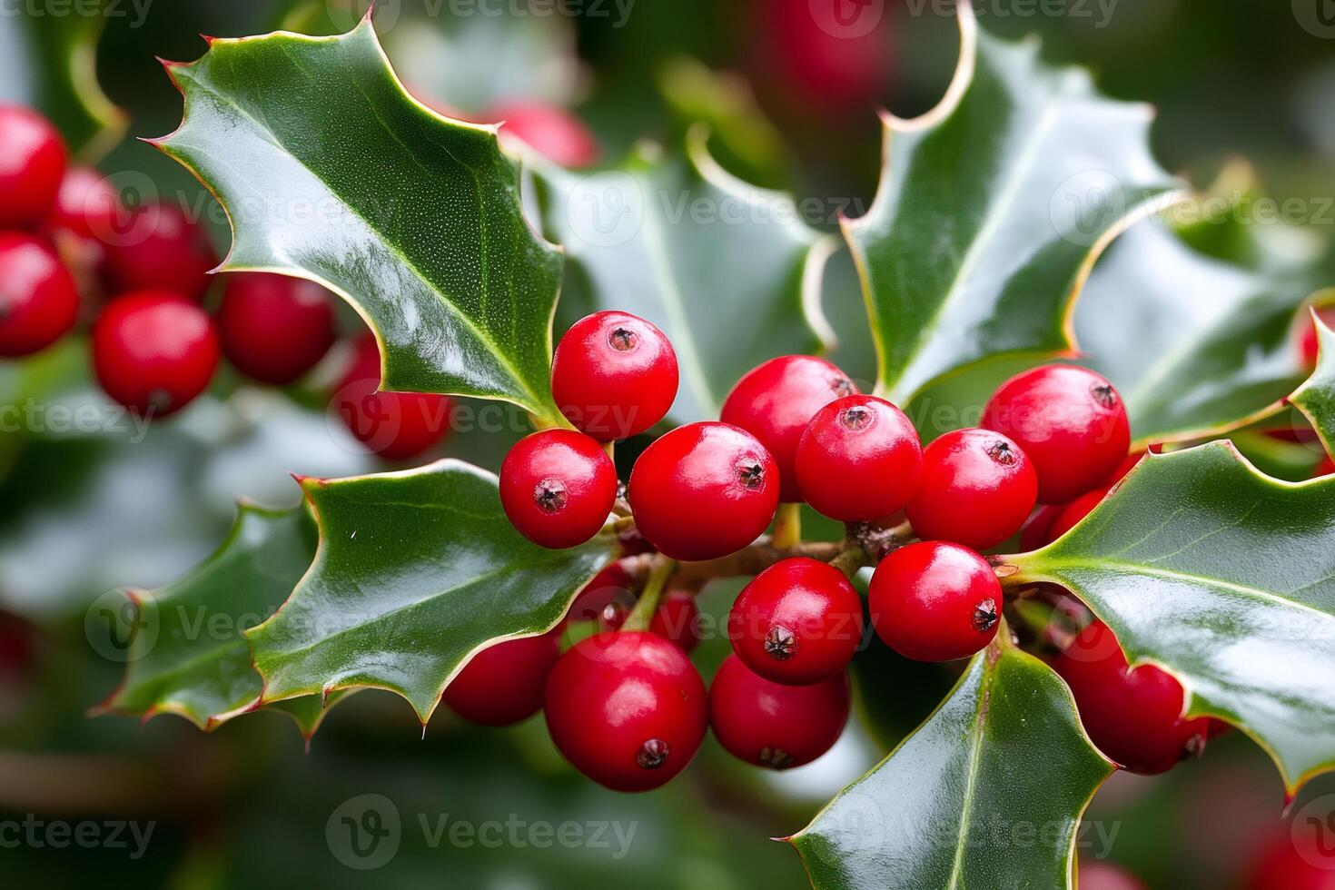 Vibrant Red Berries Adorning a Holly Branch in Festive Display photo