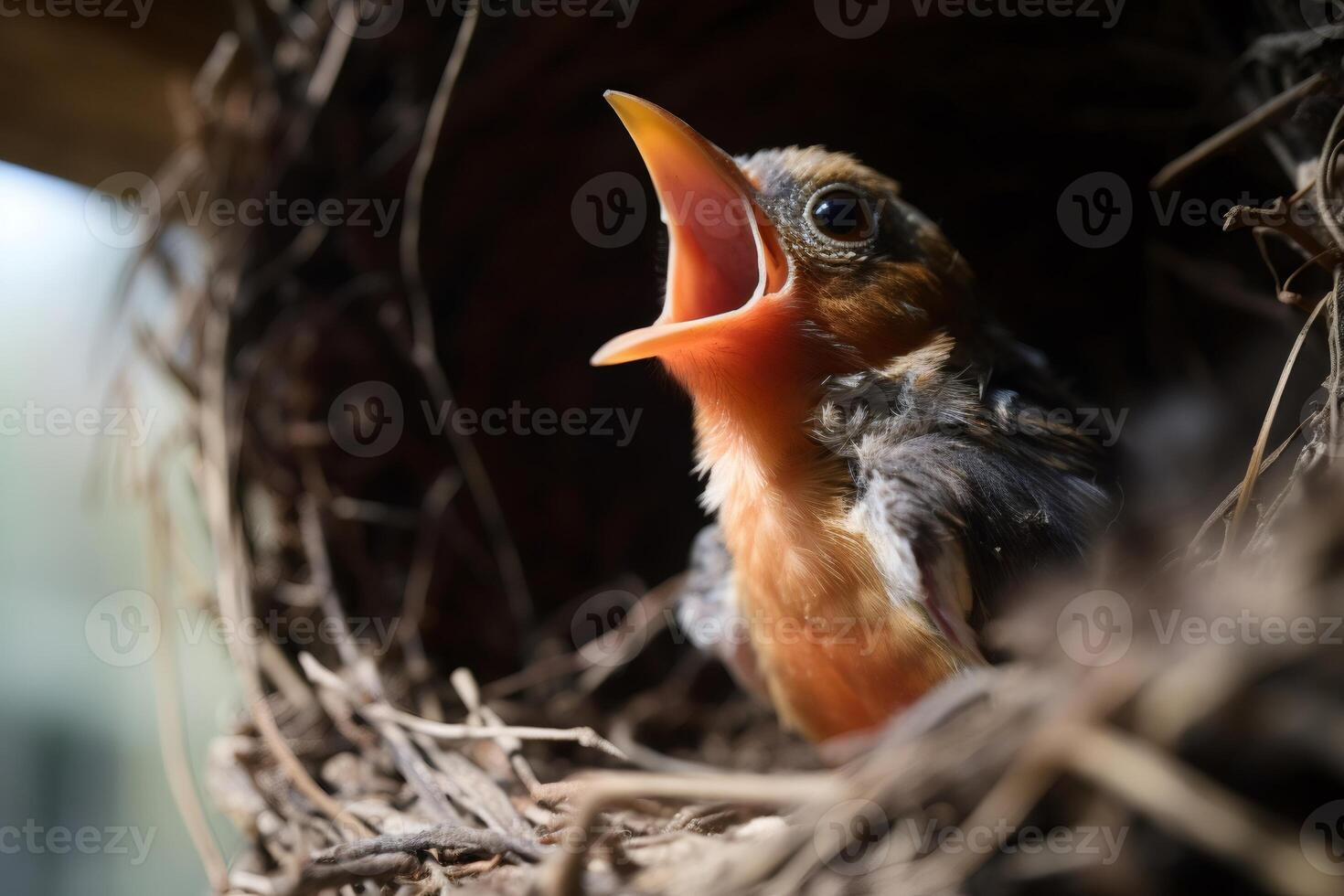 Baby bird chirping in nest waiting for. photo