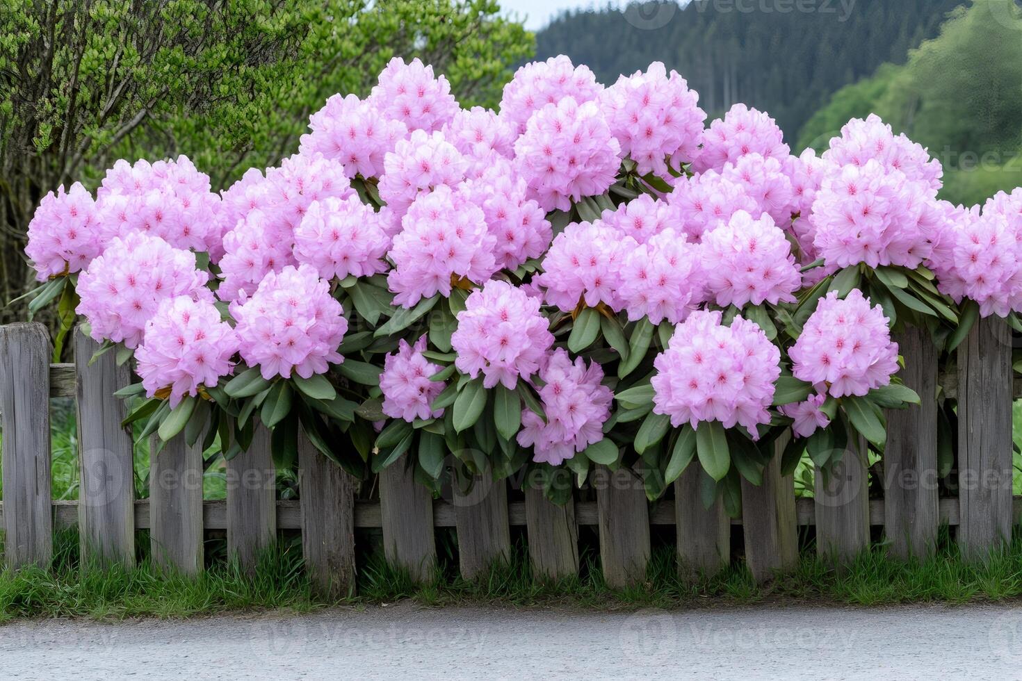 Pink rhododendron flowers blooming behind a wooden fence photo