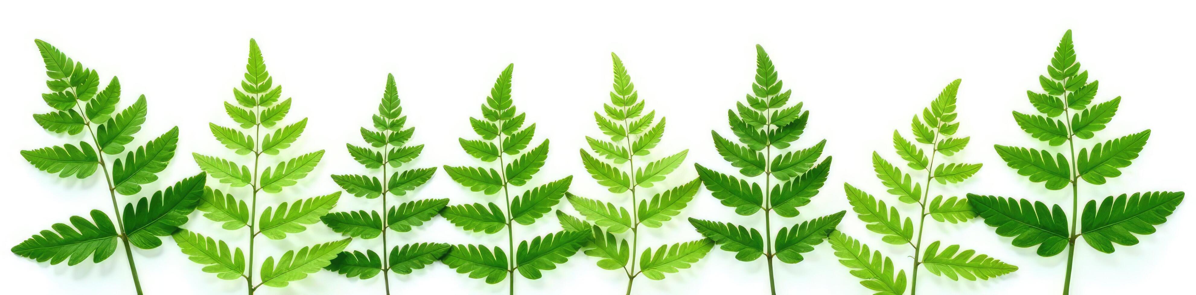 Fern fronds with stems isolated on white background, frond, foliage, forest photo