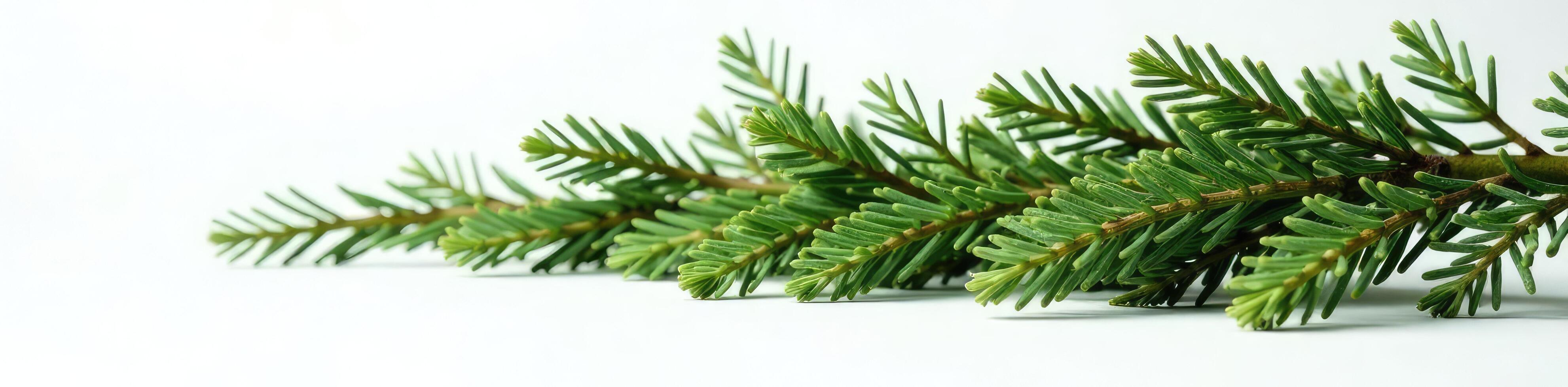 Spruce branches stacked horizontally on white surface, branches, color photo