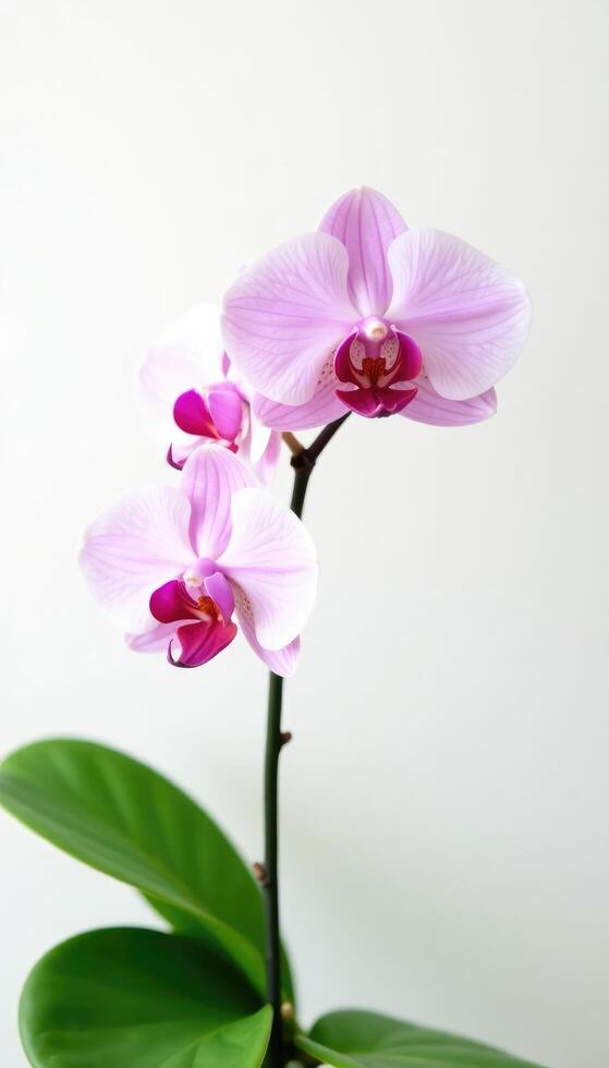 Delicate orchid branch with curved stems and lush green leaves against a crisp white background, flowers, orchids, wallpaper photo
