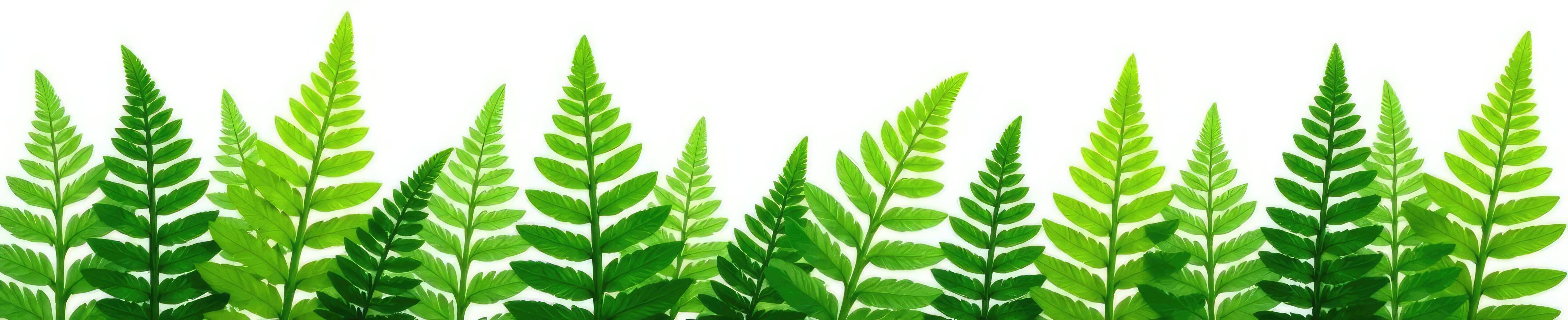 ferns green leaves isolated on white background, plants, green photo