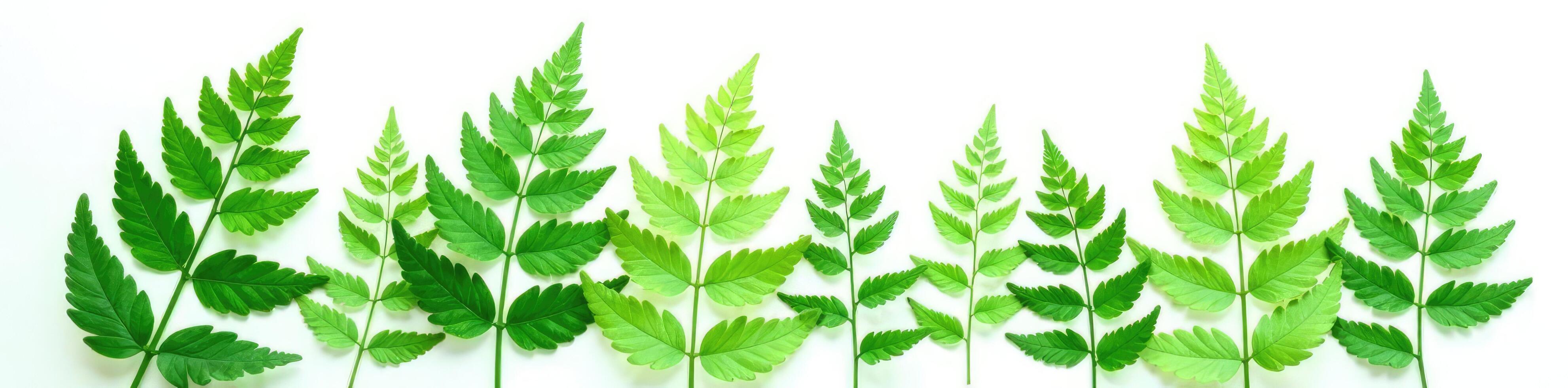 Ferns green leaves isolated on white background, simplicity, clean, isolation photo