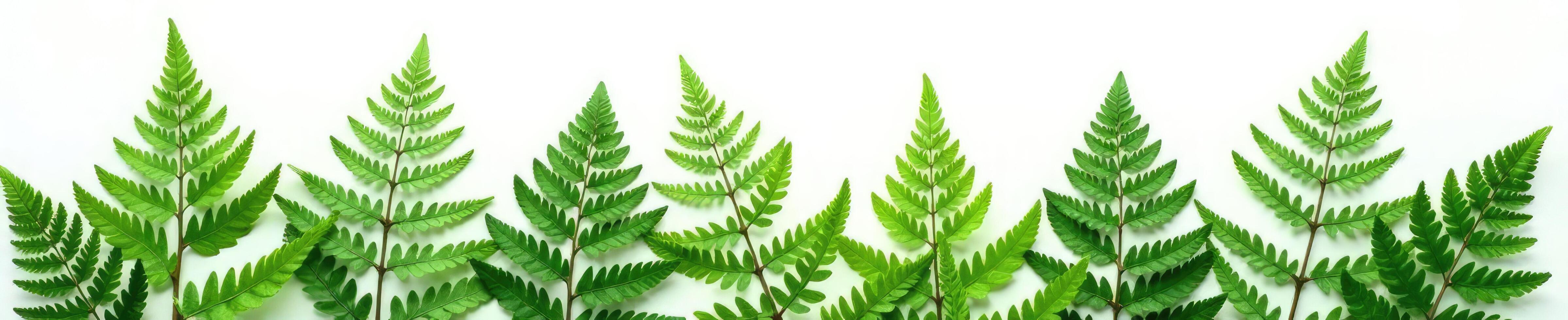 Ferns on white background in loose arrangement, vegetation, plant photo