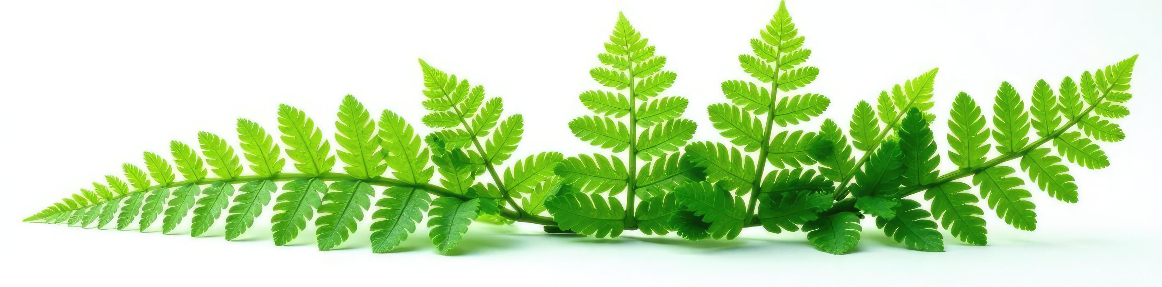 ferns isolated on white background with delicate intricate details, greenery, organic photo