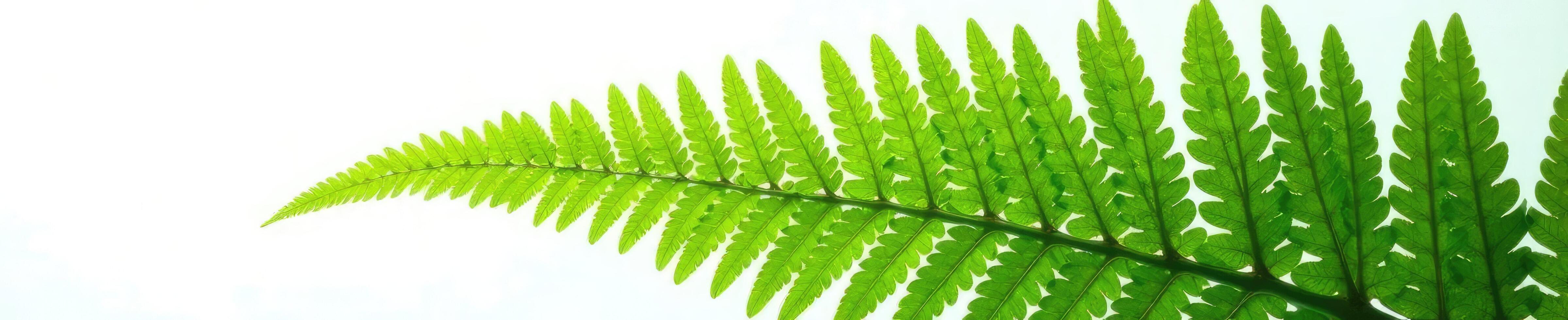 Large fern isolated against bright white background, fern, photo