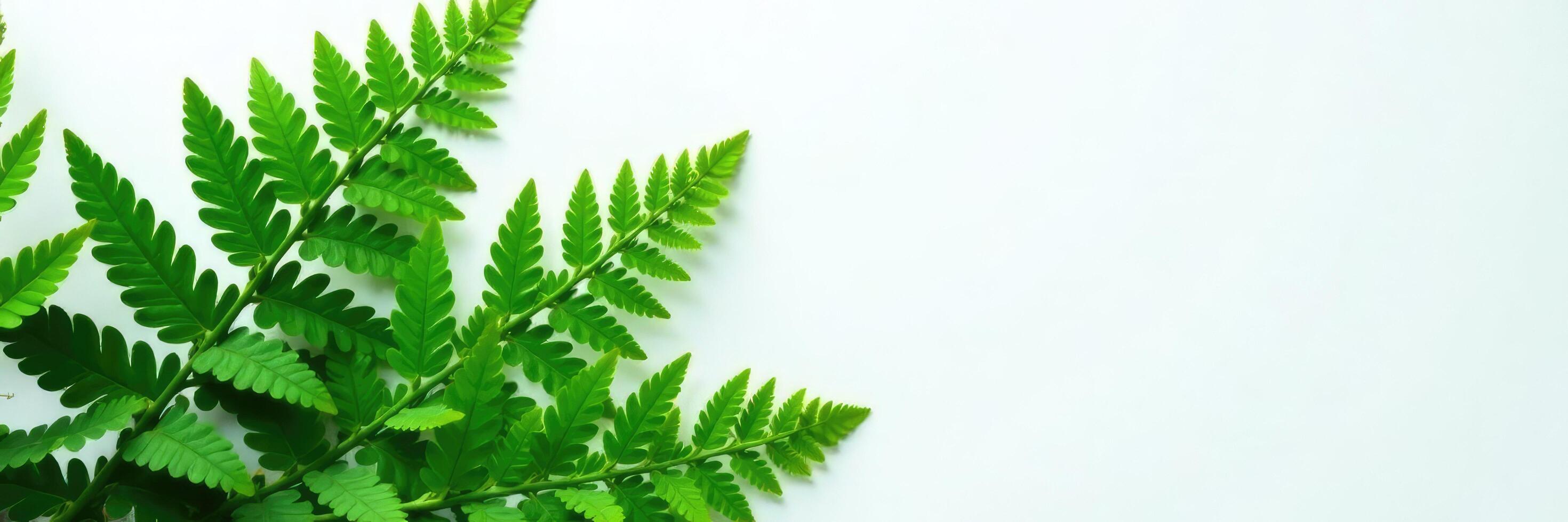 Large fern fronds against a plain white surface, tree like, stem photo