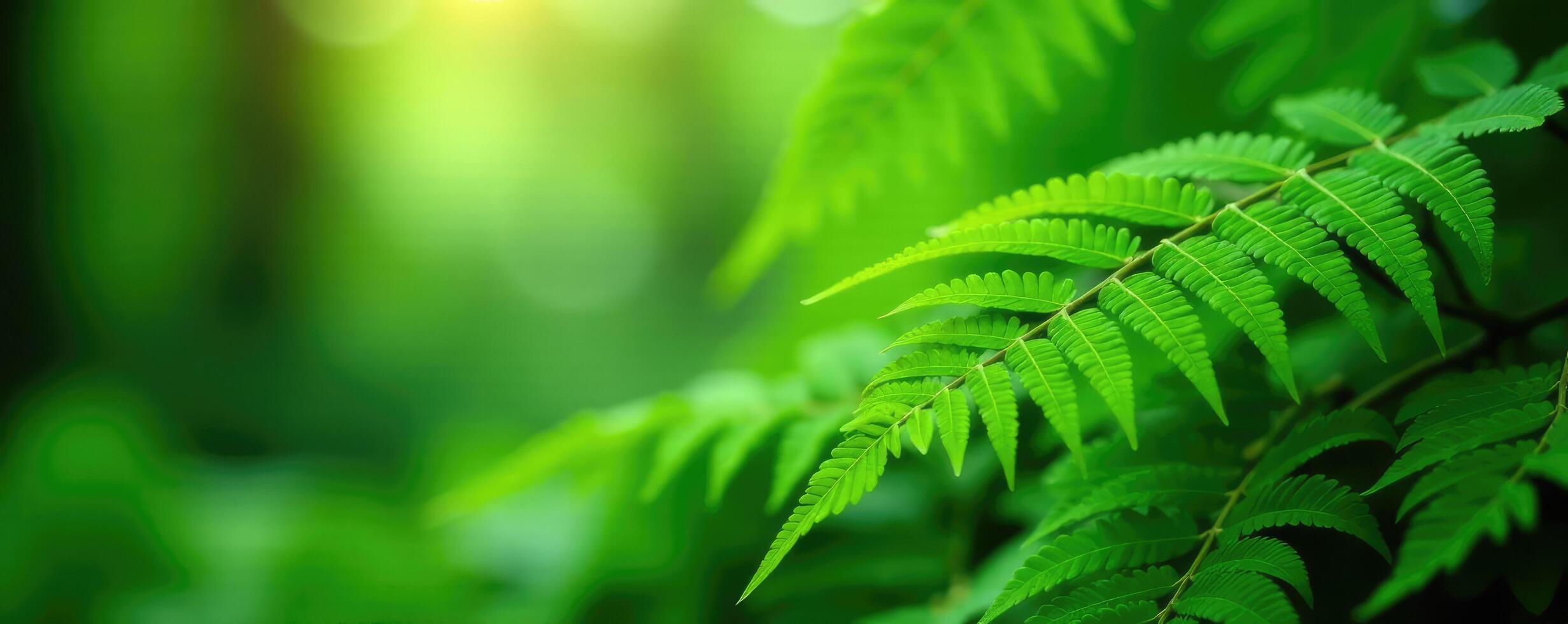 Ferns with green leaves on natural background, tree, foliage photo