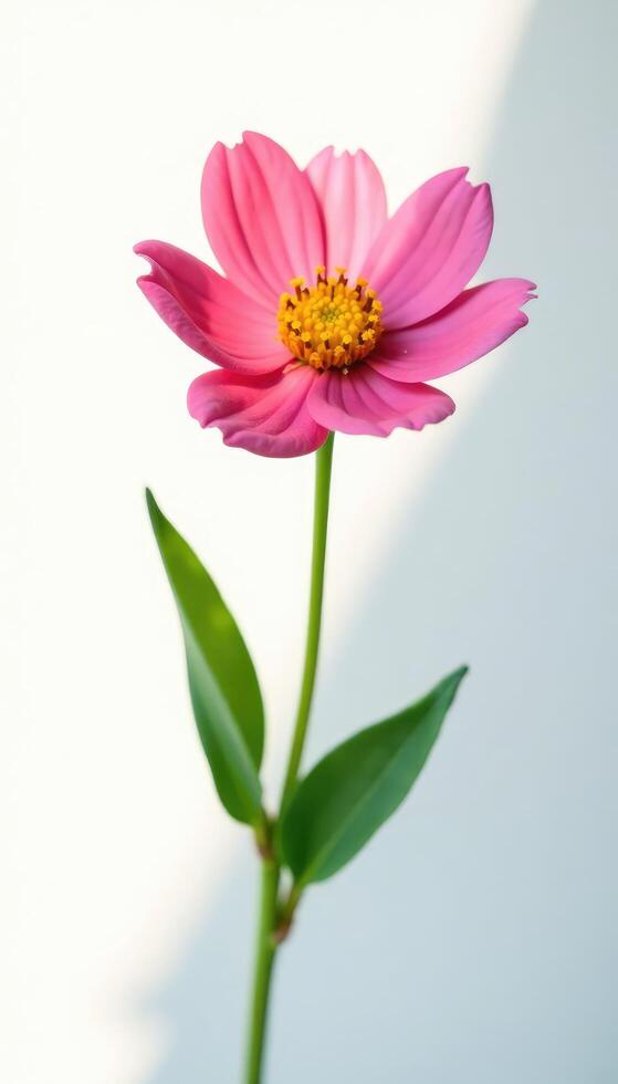 Single flower in sunlight on white background, blossom, flowers, garden photo