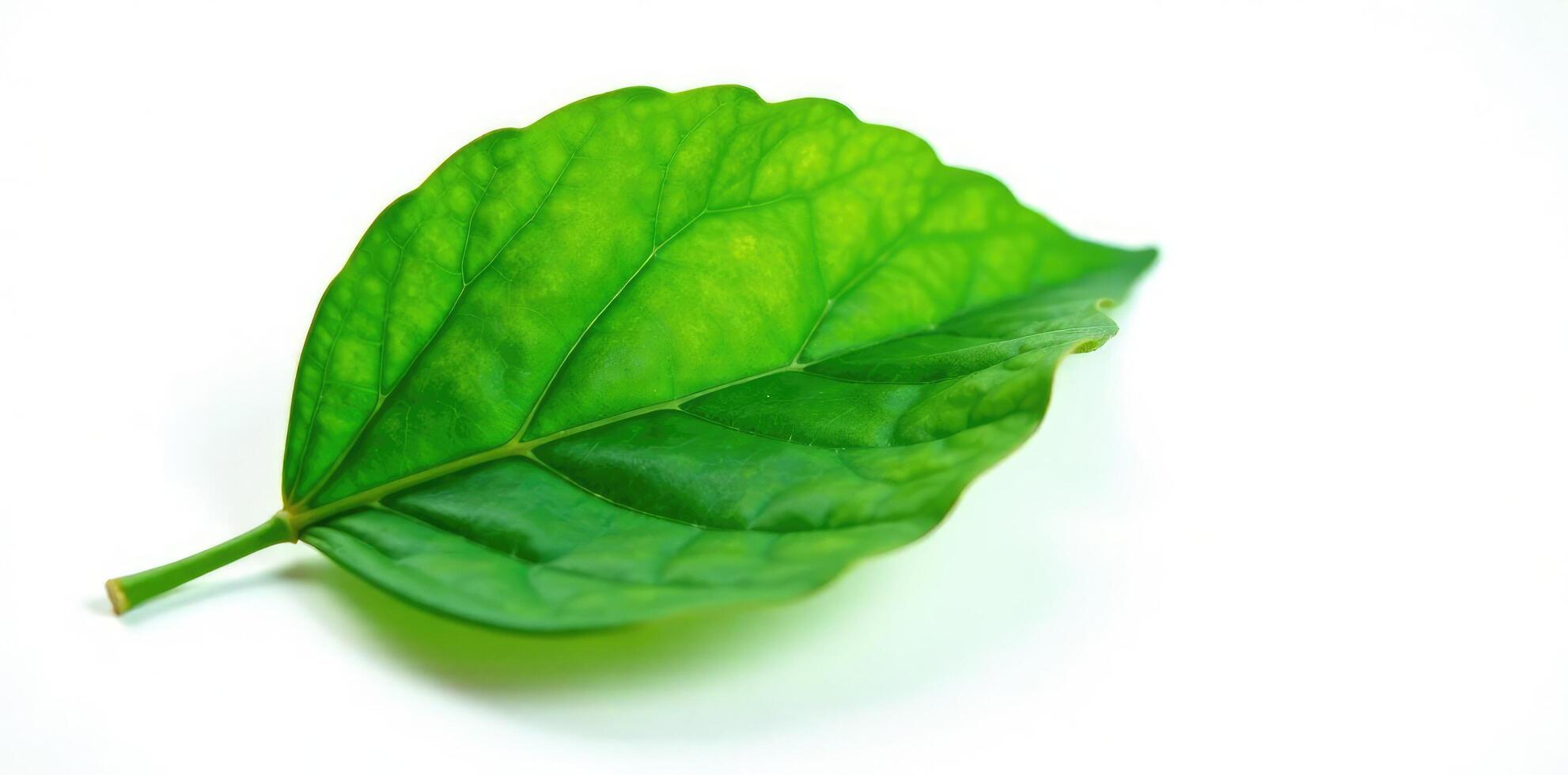 Single green leaf isolated on white background, simple, floral, pure photo
