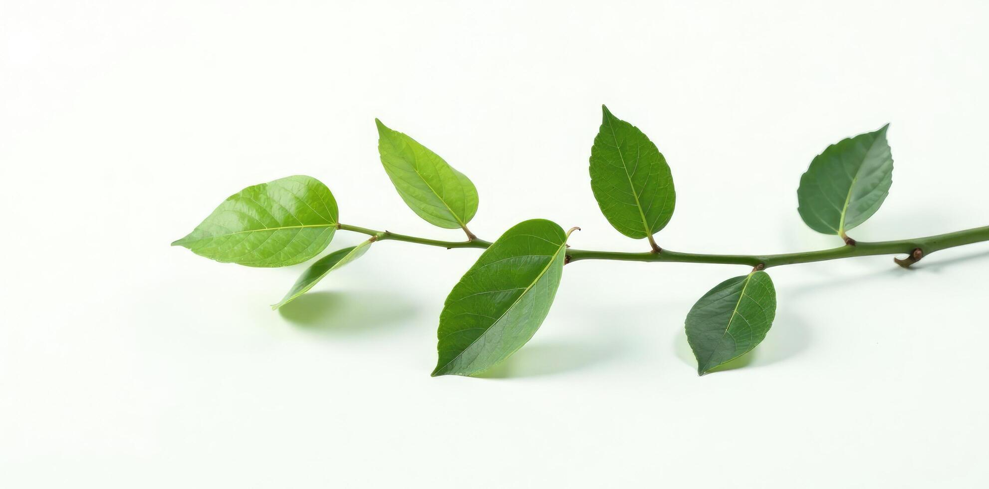 Single isolated branch with delicate leaves on white background, clean, monochrome, green photo