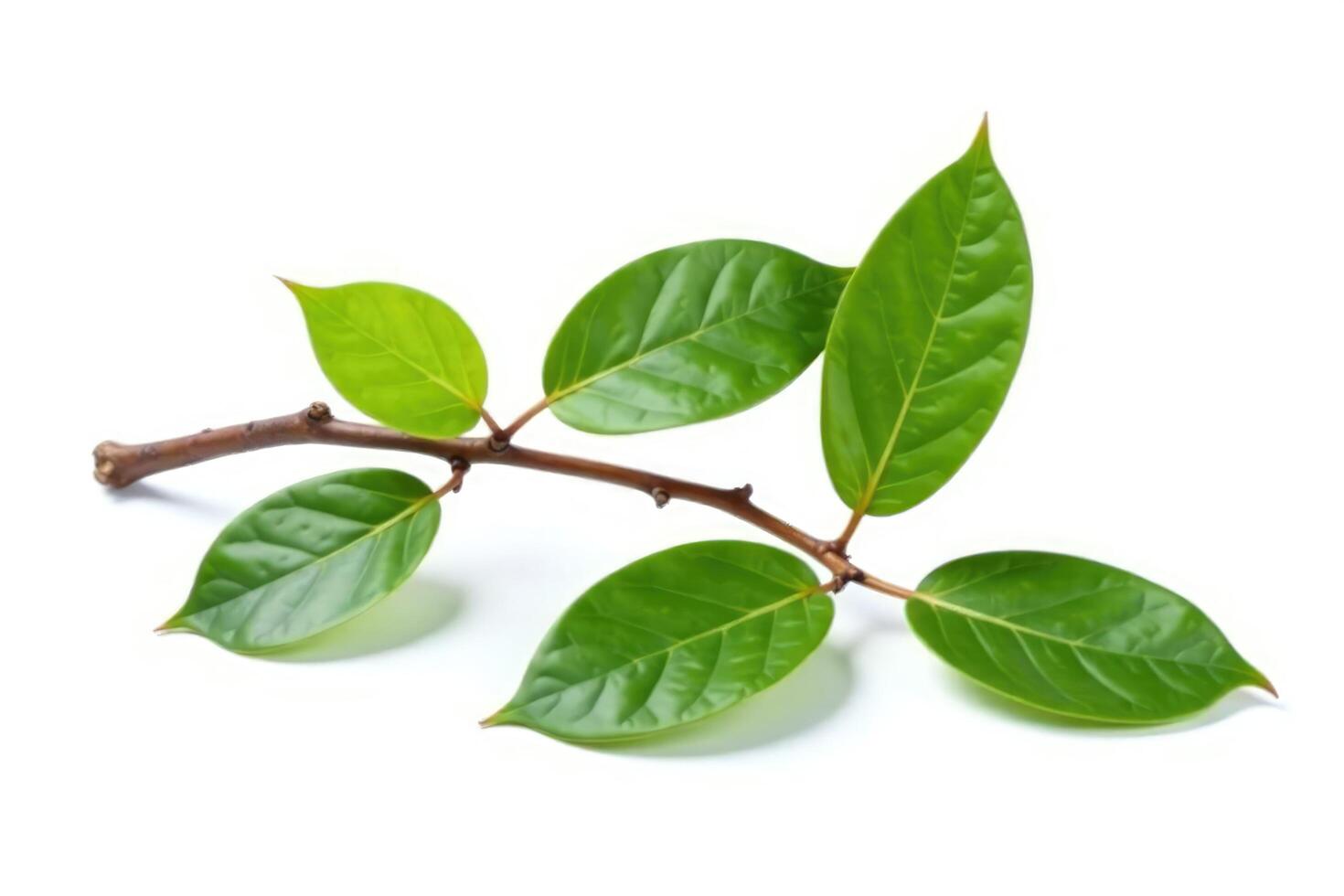 Single isolated branch with brown wood texture on white background, texture, foliage photo
