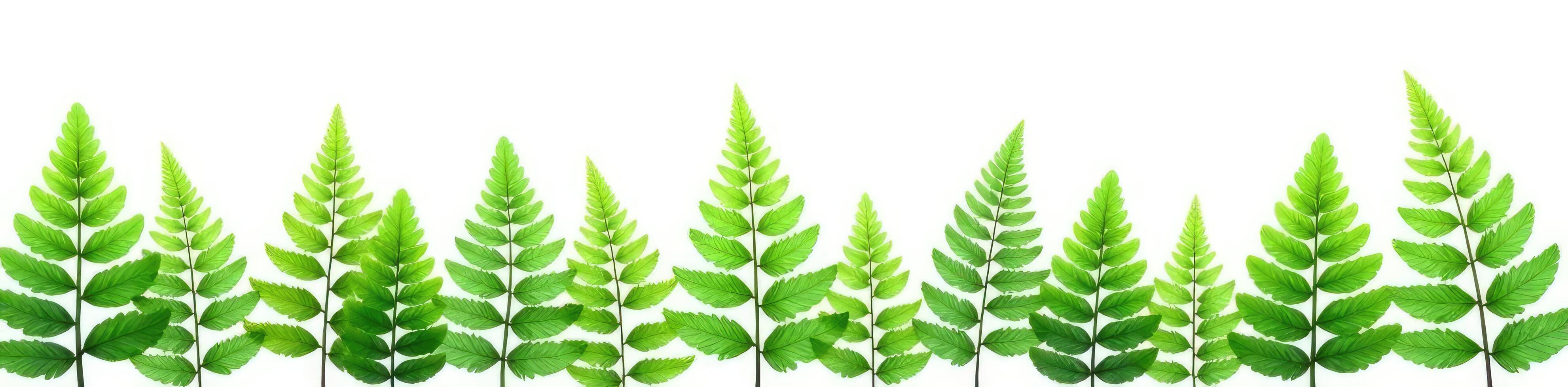Fern fronds with stems isolated on white background, green, trees photo
