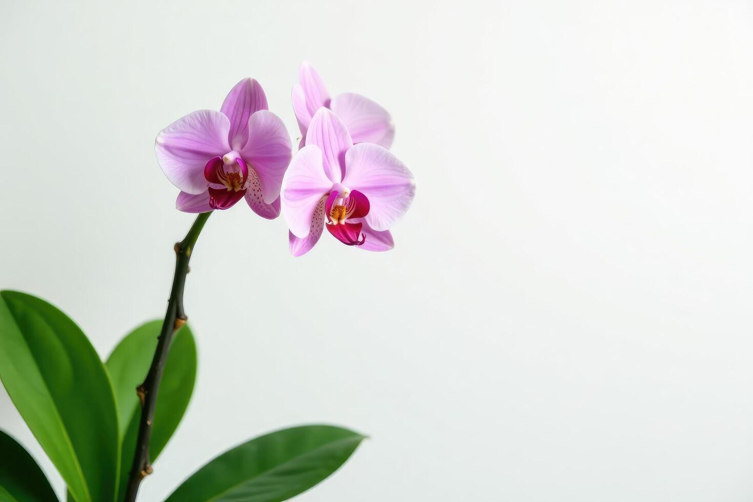 Delicate orchid branch with curved stems and lush green leaves against a crisp white background, plant, nature photo