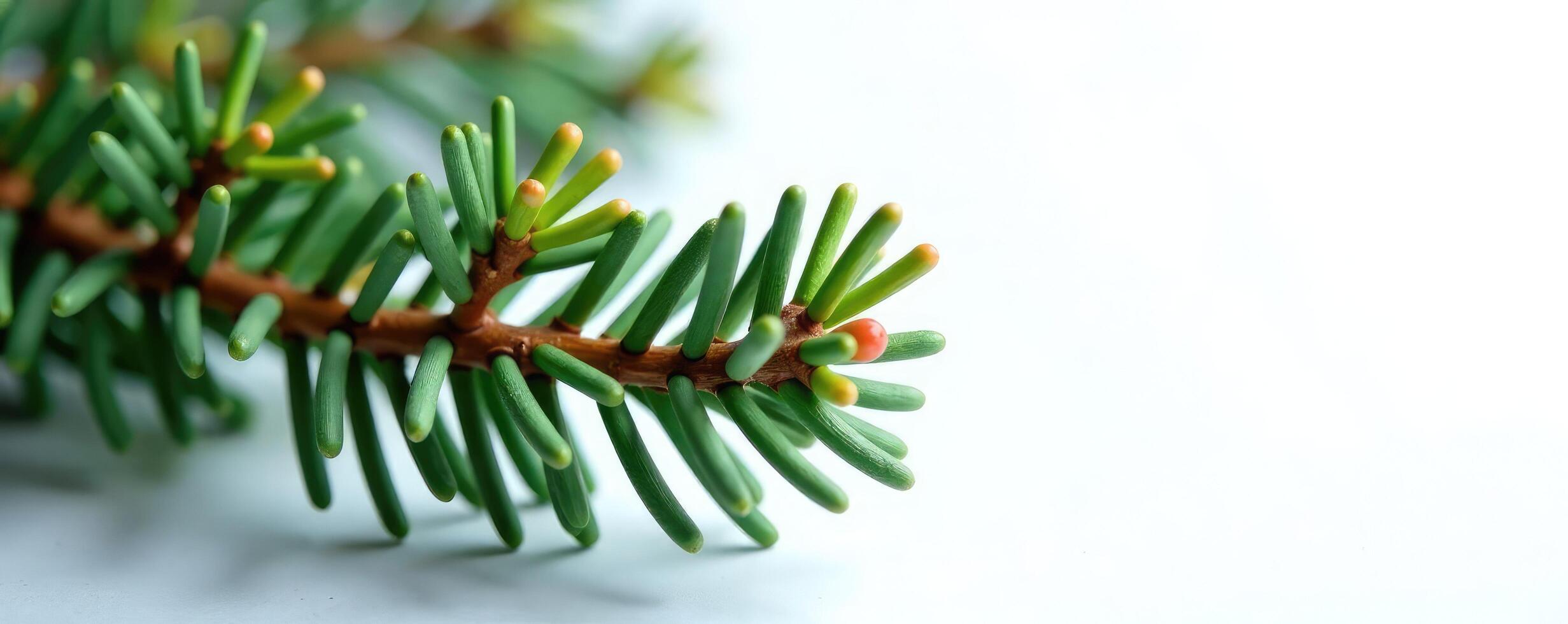 Spruce branch with small buds isolated on white ground, textures, conifer photo