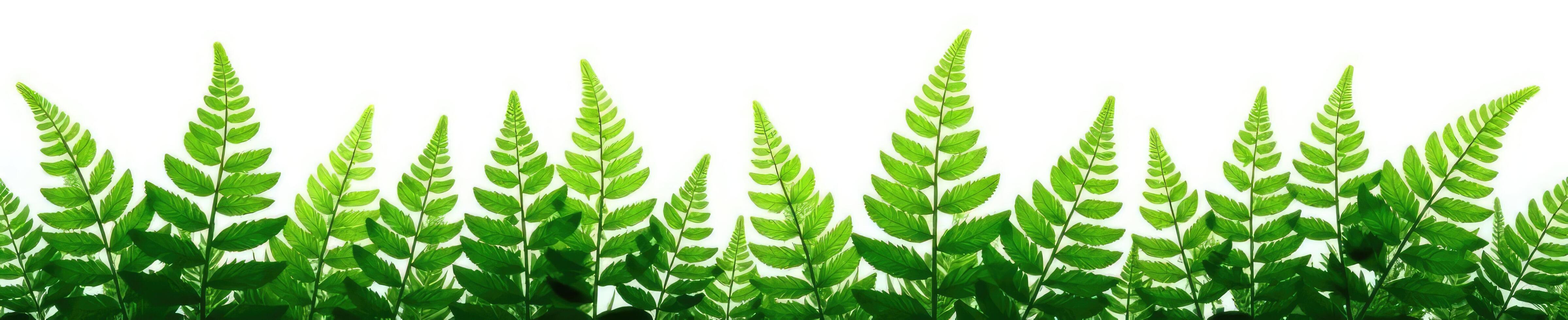 Ferns in isolation on a crisp white background, foliage, natural textures, wild growth photo