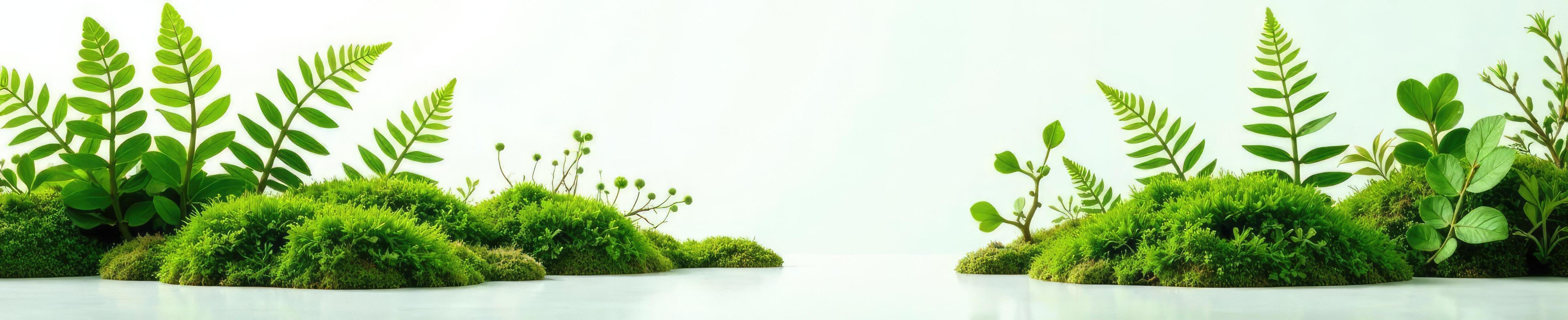 ferns and moss isolated on white surface in a forest environment, botanical, natural elements photo