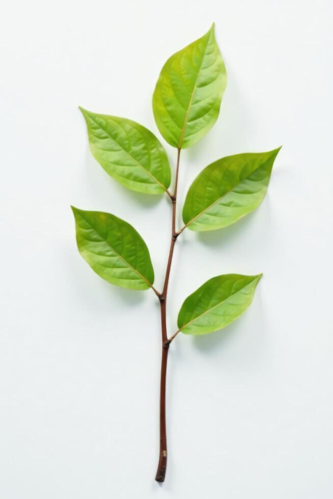 Single isolated birch branch on white surface, branch, minimalist photo