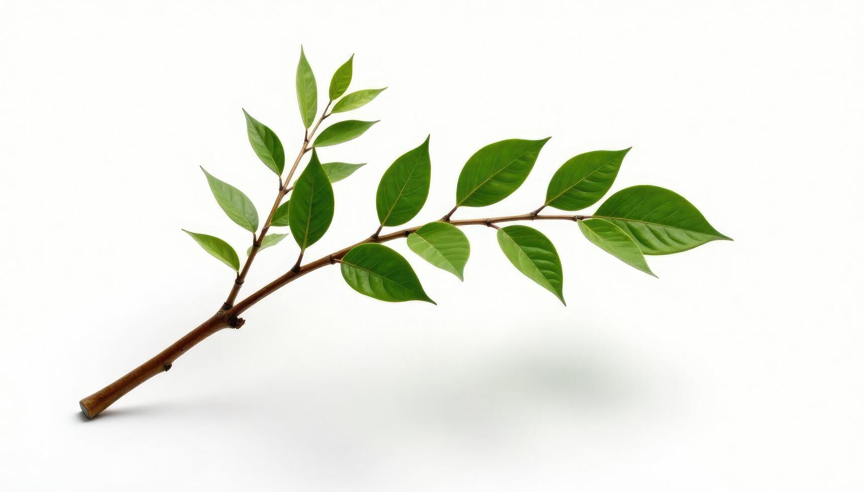 Single isolated branch with brown wooden base on white background, white, forest, wood photo