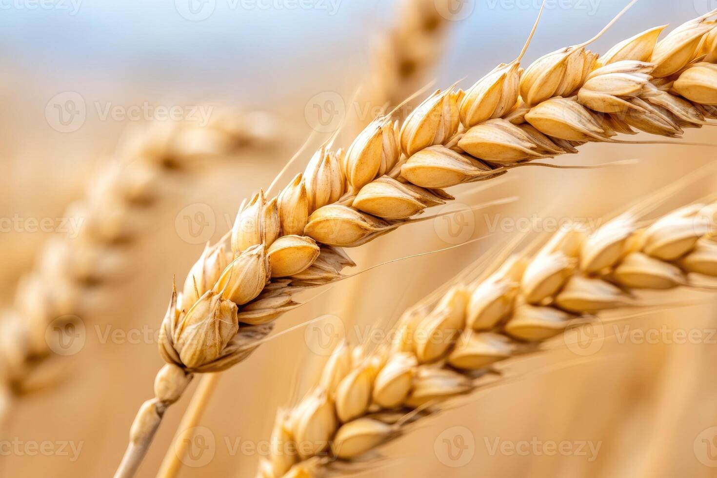 Golden wheat ears ripening in summer field, close up of wheat crop photo
