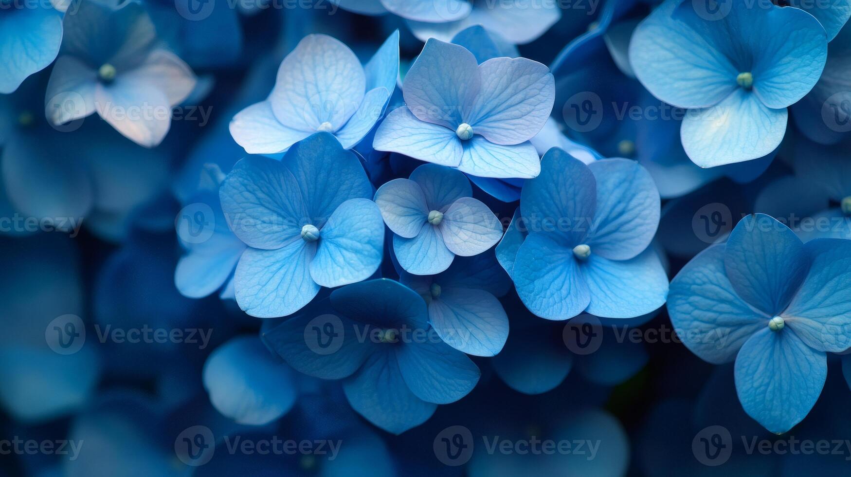 Close up of blue hydrangea flowers creating a stunning natural background photo