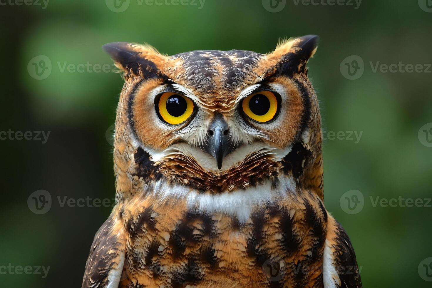 Great horned owl staring with intense yellow eyes in nature photo