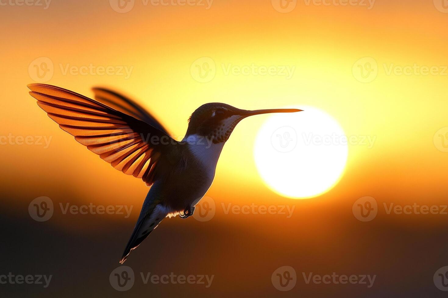 Hummingbird flying at sunset with open wings, freedom and nature concept photo