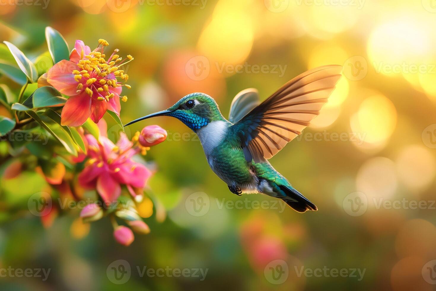 Hummingbird flying and drinking nectar from pink flower at sunset photo