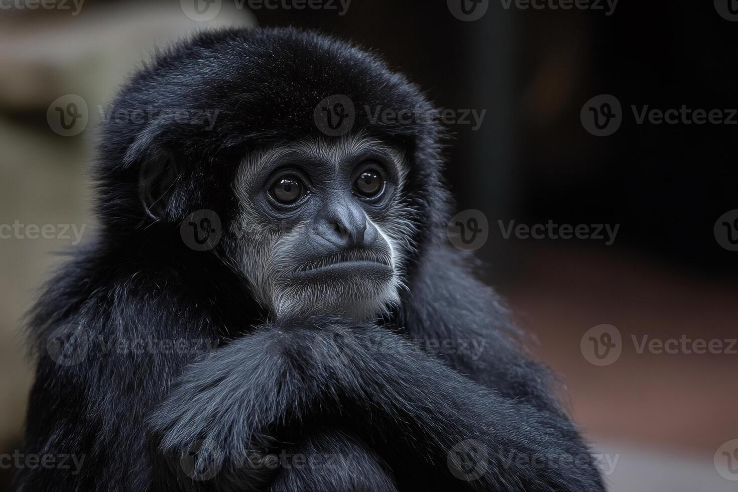 Young siamang gibbon showing thoughtful expression while hugging itself photo