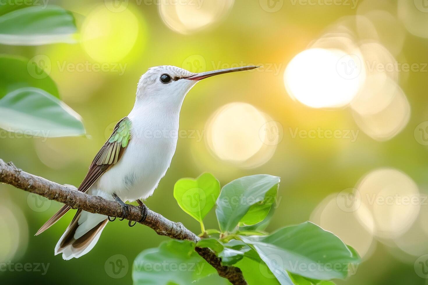 Hummingbird perched on branch with blurred background at sunset photo