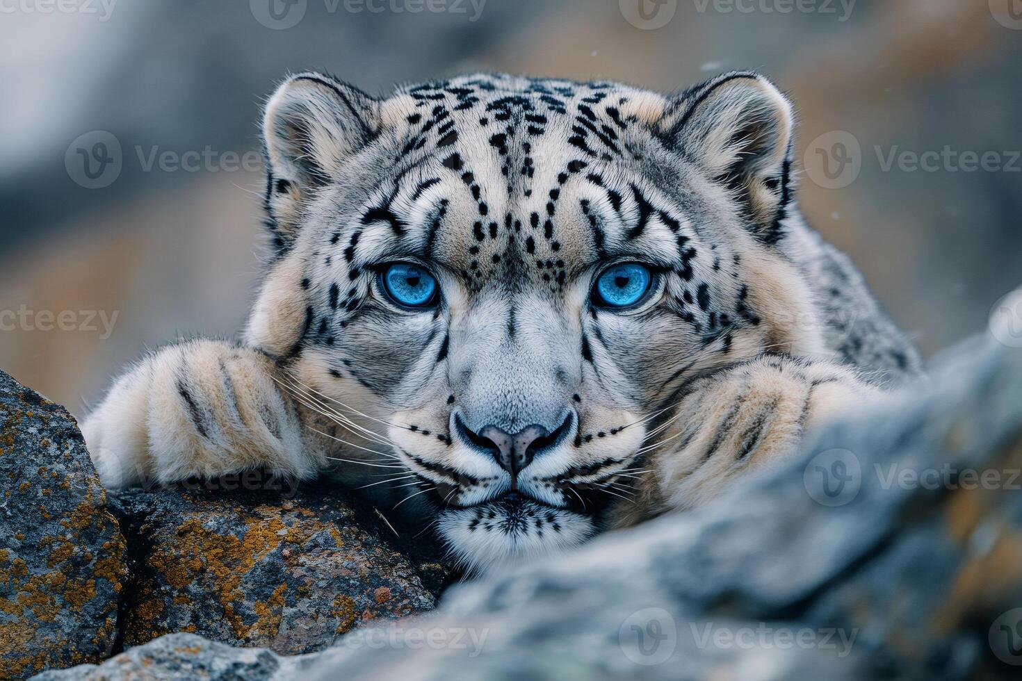 Majestic snow leopard resting on rocks, displaying striking blue eyes photo