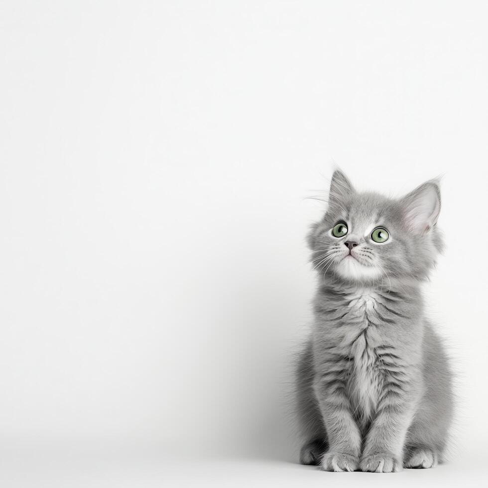 Adorable Gray Kitten with Green Eyes Looking Upward Against a White Background A Cute Fluffy Pet Posing photo