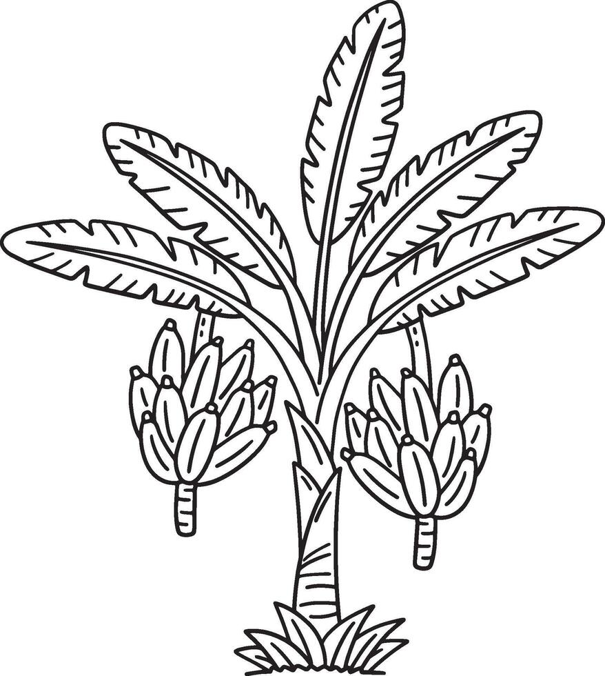 Banana Plant Fruit Plant Isolated Coloring Page vector
