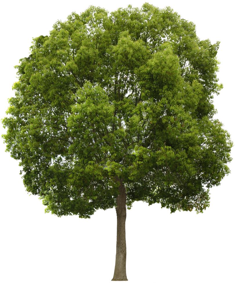 tree free transparent background png