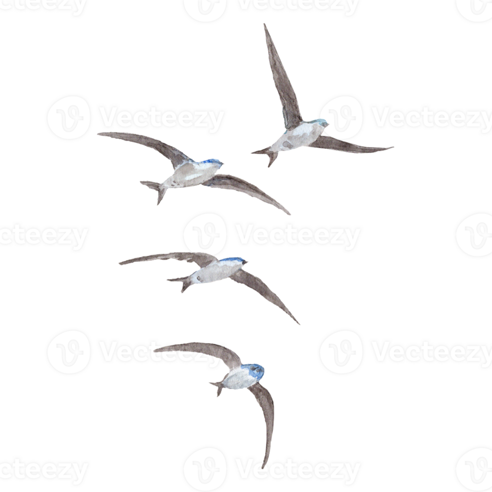 A flock of flying swallows in watercolor png