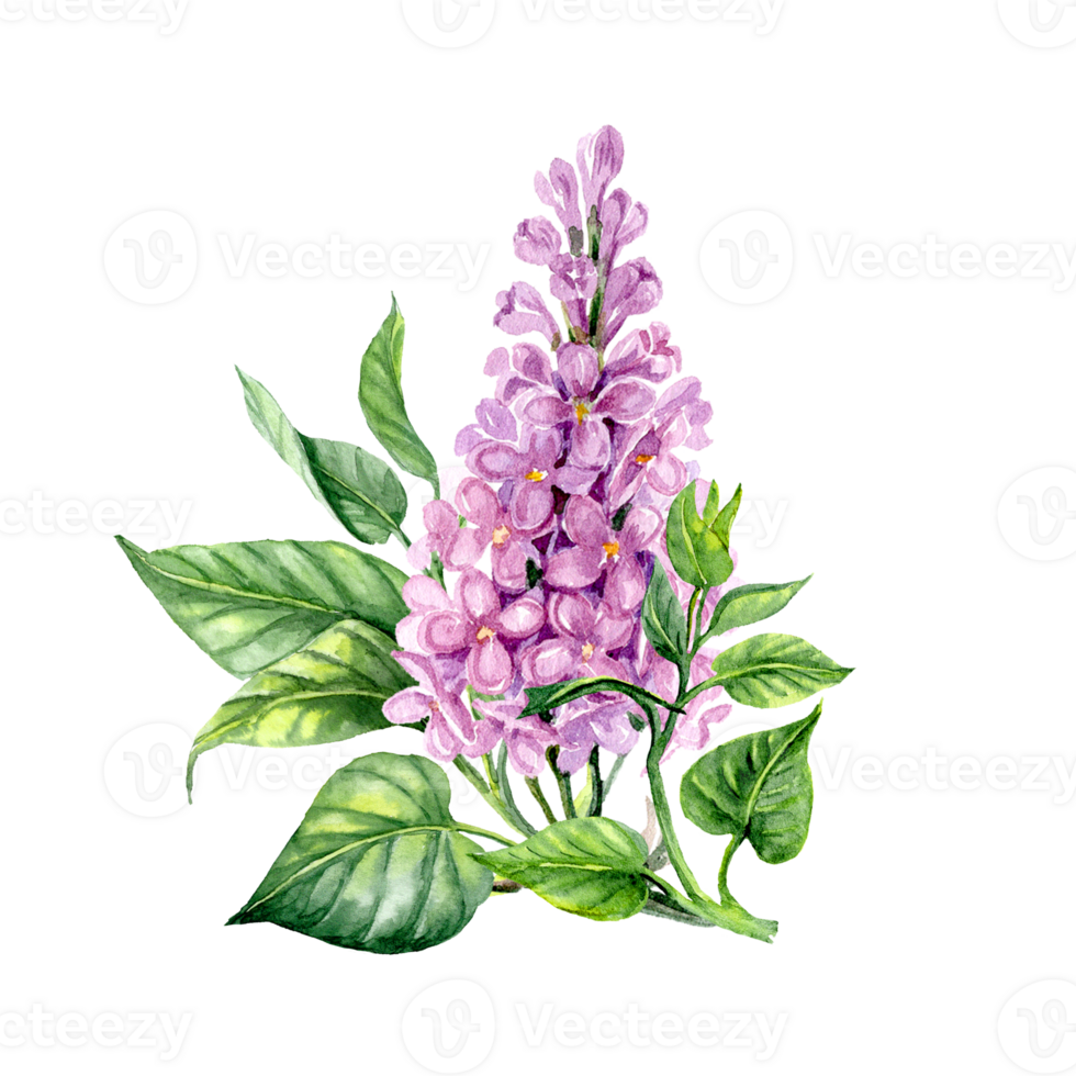 Hand drawn little branch of Lilac in watercolor png
