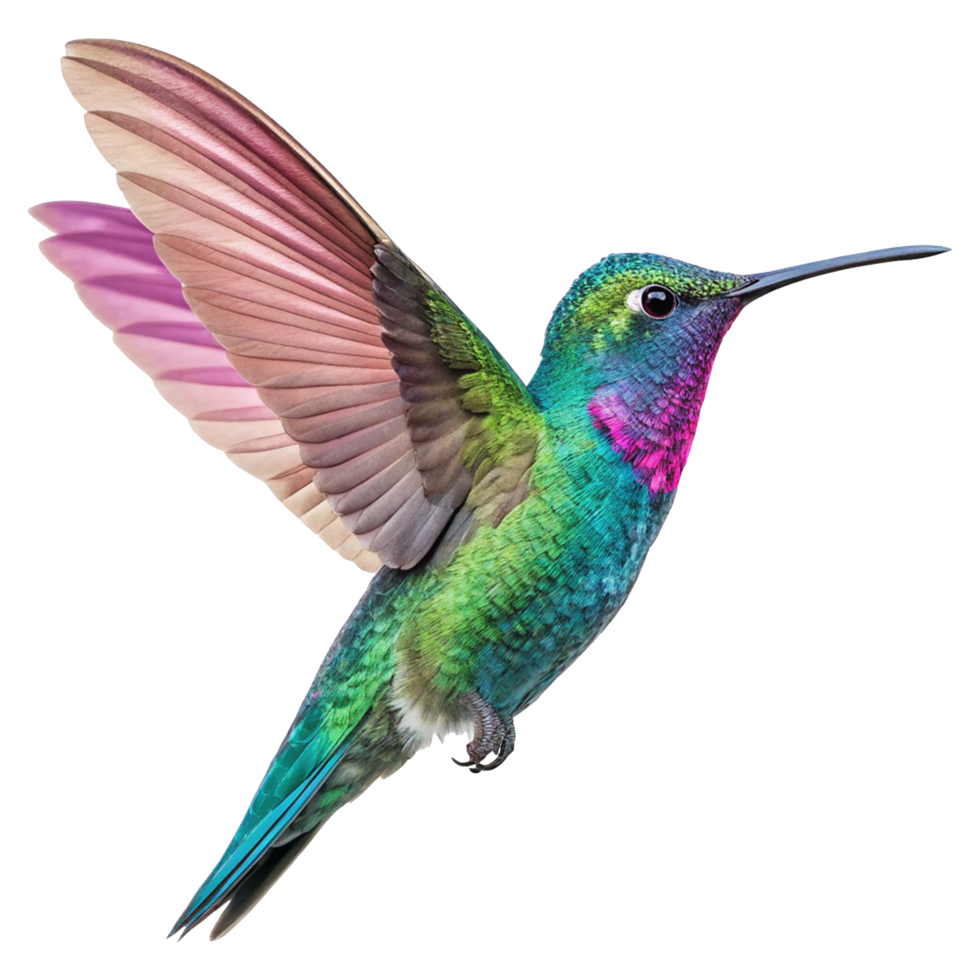 Multicolored hummingbird in flight png