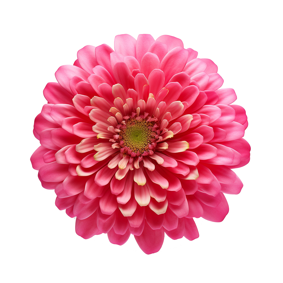 Bright blooming zinnia flower in full detail isolated on transparent background png