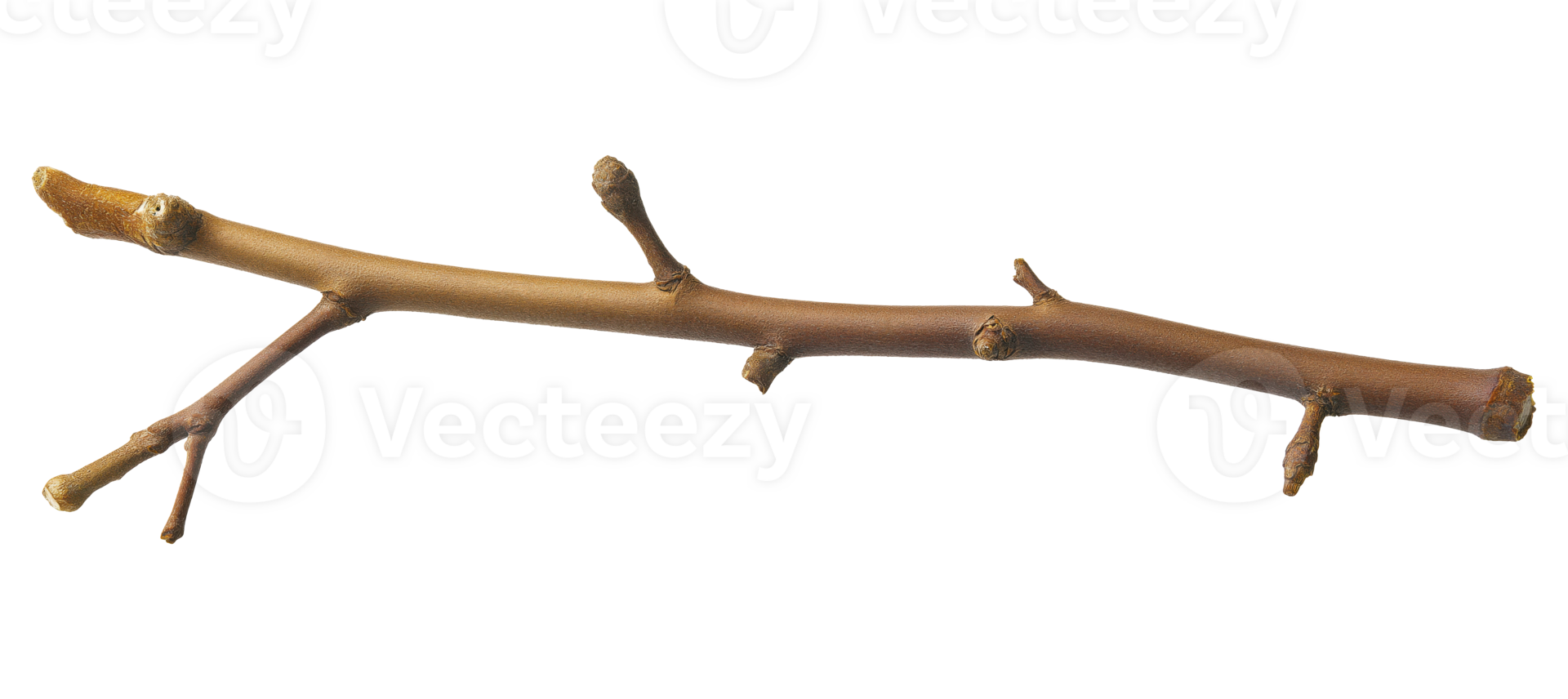 Thin branch isolated on transparent background png