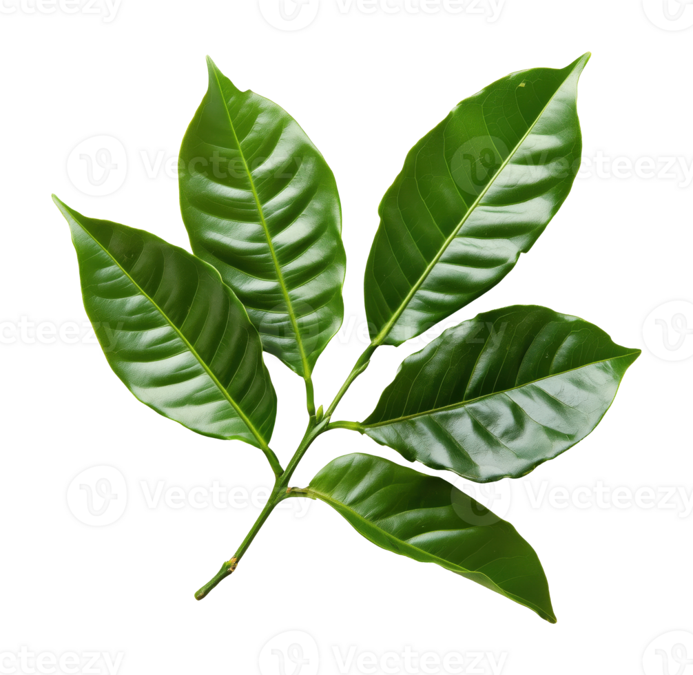 Twig with green leaves isolated on transparent background png