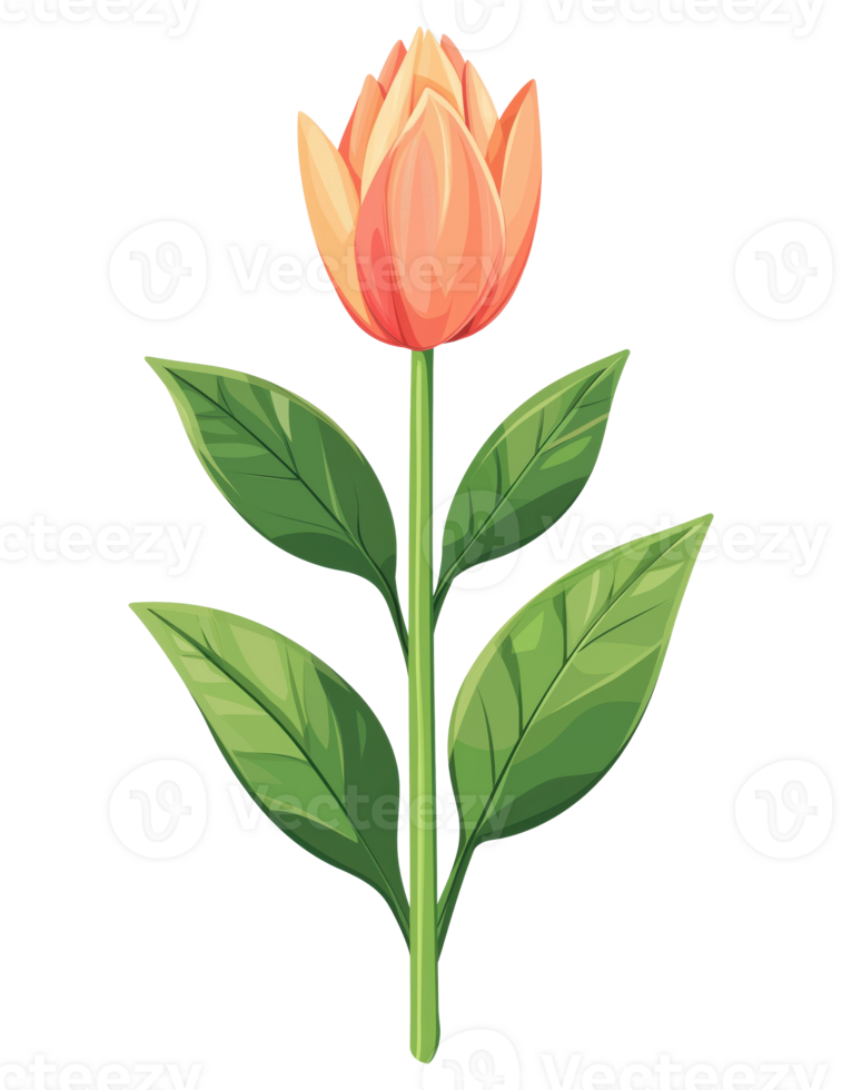Spring Orange Flower Illustration png