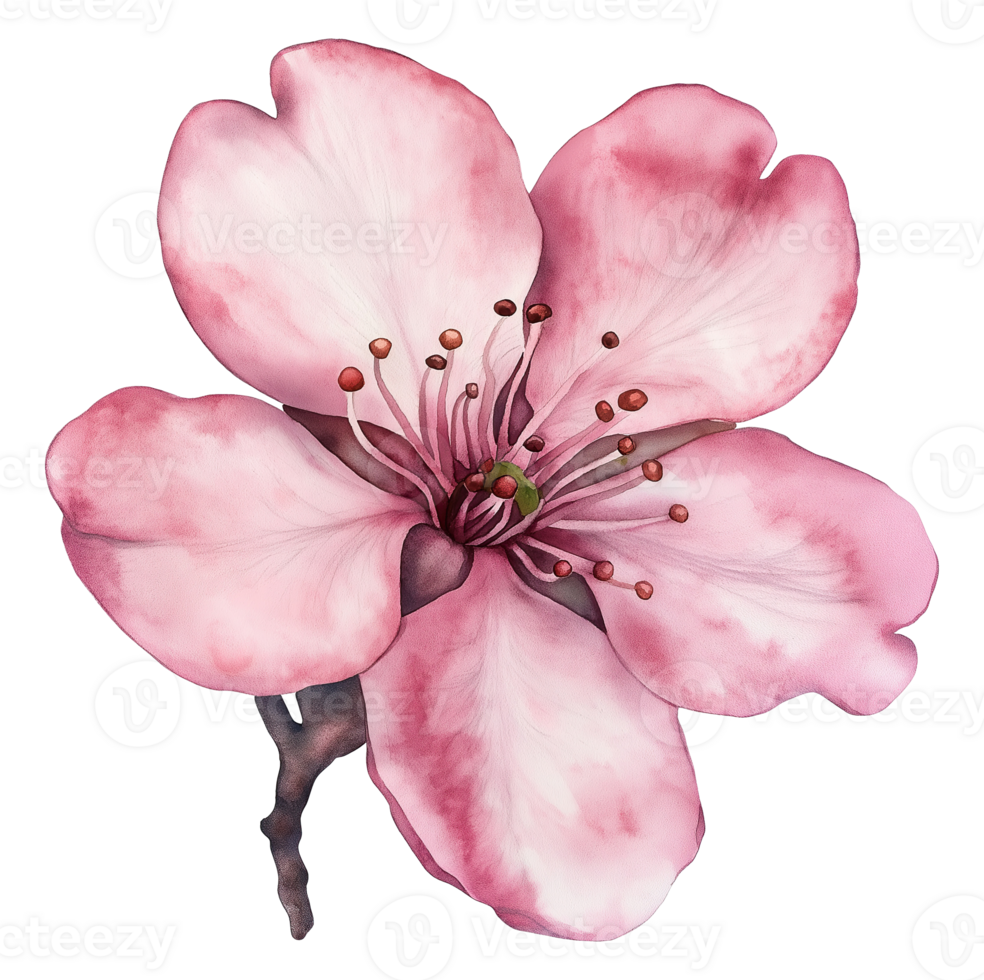 Pink Cherry Flower, Watercolor Illustration png